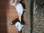 Koppel kleur postduiven, Dieren en Toebehoren, Meerdere dieren, Postduif