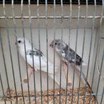 Te koop koppel roodruggen, Dieren en Toebehoren, Vogels | Parkieten en Papegaaien, Meerdere dieren, Parkiet
