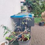 Prachtige Vlinderstruik voor uw tuin!, Ophalen of Verzenden