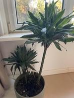 Dracaena drakenbloedboom, Tuin en Terras, Vaste plant, Bloeit niet, Halfschaduw, Ophalen