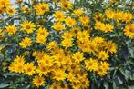 Helianthus tuberosus (aardpeer) geel vaste plant, Overige soorten, Volle zon, Vaste plant, Ophalen of Verzenden