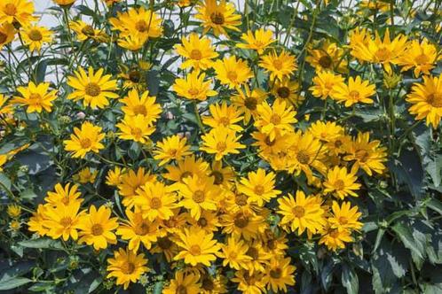 Helianthus tuberosus (aardpeer) geel vaste plant, Tuin en Terras, Planten | Tuinplanten, Vaste plant, Overige soorten, Volle zon