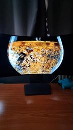 LG Ultragear 34in 2k oled 240hz Nieuw, Computers en Software, Monitoren, Gaming, Nieuw, In hoogte verstelbaar, Quad HD (2K)