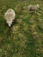 Kruising texelaar en swifter, Dieren en Toebehoren, Schapen, Geiten en Varkens, Vrouwelijk, Schaap