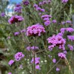 IJzerhard - 50 zaden (Verbena officinalis), Tuin en Terras, Bloembollen en Zaden, Ophalen of Verzenden, Volle zon, Zaad