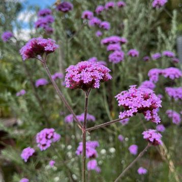 IJzerhard - 50 zaden (Verbena officinalis) beschikbaar voor biedingen