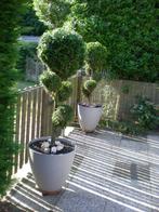Bolconiferen Pon ,Pon, in pot,  op halen in Stokkum, Tuin en Terras, Vaste plant, Bloeit niet, Halfschaduw, Ophalen