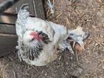 Veel verschillende brahma hanen groot te koop 2025, Dieren en Toebehoren, Pluimvee, Mannelijk, Kip
