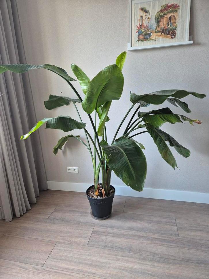 Strelitzia Nicolai - Paradijsvogelplant 1,50m, Huis en Inrichting, Kamerplanten, Ophalen