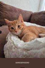 1 oranje kitten, Dieren en Toebehoren, Katten en Kittens | Overige Katten, Poes, 0 tot 2 jaar