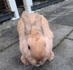 Lief vrouwtjes konijn 4 maanden oud, Dieren en Toebehoren, Konijnen, Vrouwelijk