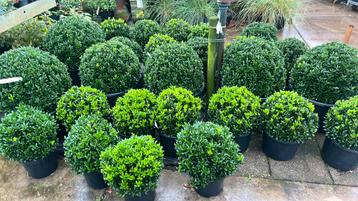 Euonymus bollen 30 t/m 60 cm doorsnee vanaf €25,00 beschikbaar voor biedingen