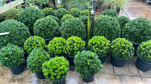 Euonymus bollen 30 t/m 60 cm doorsnee vanaf €25,00, Tuin en Terras, Planten | Tuinplanten, Overige soorten, Halfschaduw, Ophalen