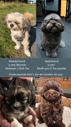 Boompoo pups, Boomer X Toy poedel 4 teefjes en 2 reutjes, Dieren en Toebehoren, Honden | Chihuahua's en Gezelschapshonden, Poedel