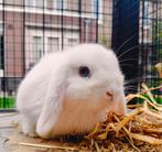 Mini lop x Rex hangoordwerg konijntjes gevaccineerd., Dieren en Toebehoren, Konijnen, Meerdere dieren, Dwerg, Hangoor, 0 tot 2 jaar