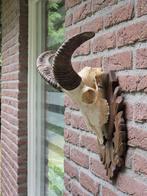 Moeflon schedel op prachtig houten schild jacht Mancave c52, Verzamelen, Dierenverzamelingen, Ophalen of Verzenden, Zo goed als nieuw