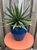 Cactus in Stenen Vaas, Tuin en Terras, Volle zon, Vaste plant, Bloeit niet, Ophalen