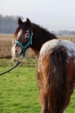 Meerdere bomproof pony’s beschikbaar, Merrie, Recreatiepony