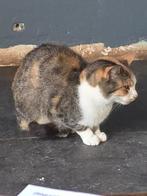 Kat en poes te koop, Dieren en Toebehoren, Katten en Kittens | Overige Katten, Meerdere dieren, Kortharig, 0 tot 2 jaar