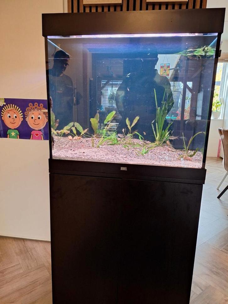 Juwel 200, Dieren en Toebehoren, Vissen | Aquaria en Toebehoren, Ophalen