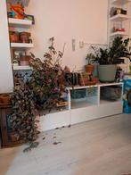 Besta tv meuble ikea, Ophalen, Gebruikt, Minder dan 150 cm, Minder dan 100 cm