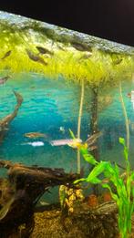 Guppy’s, Dieren en Toebehoren, Vis