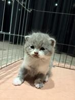 Britse korthaar kitten, Dieren en Toebehoren, Katten en Kittens | Raskatten | Korthaar, Kater, Gechipt, 0 tot 2 jaar