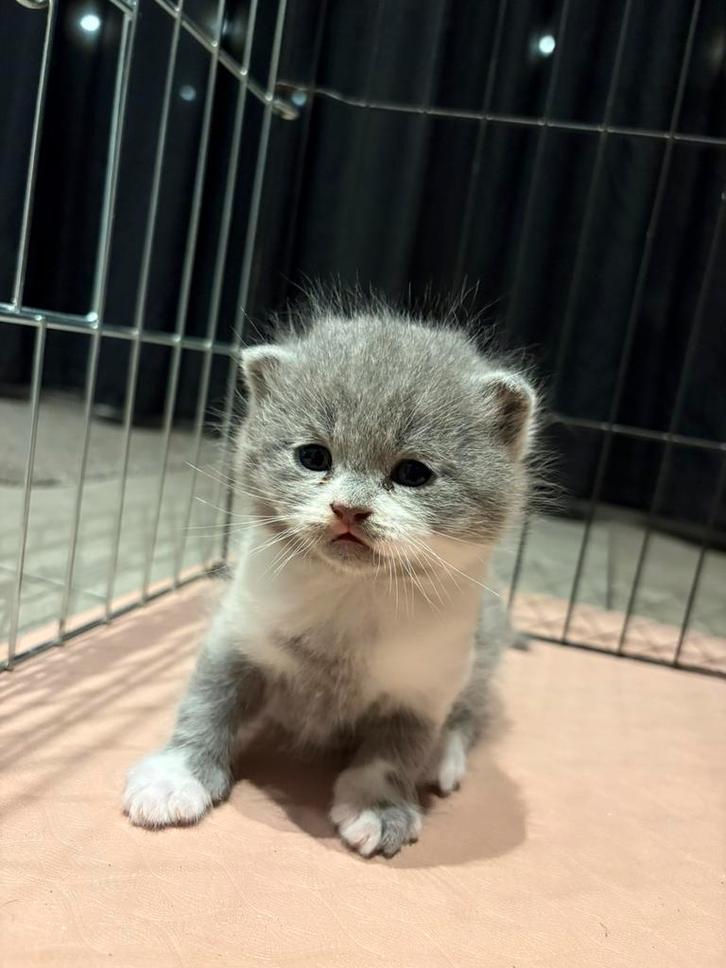 Britse korthaar kitten, Dieren en Toebehoren, Katten en Kittens | Raskatten | Korthaar, Kater, 0 tot 2 jaar, Gechipt, Ontwormd