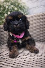 Havanezer pups, Dieren en Toebehoren, Overige rassen, 8 tot 15 weken, Parvo, Meerdere