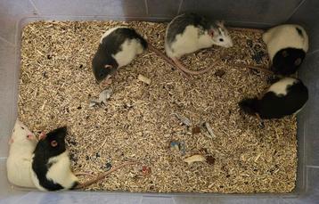 Tamme mannelijke ratjes beschikbaar voor biedingen