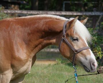 haflinger hengst 2½ J. (Winterball x Monsoon)(met videolink) beschikbaar voor biedingen