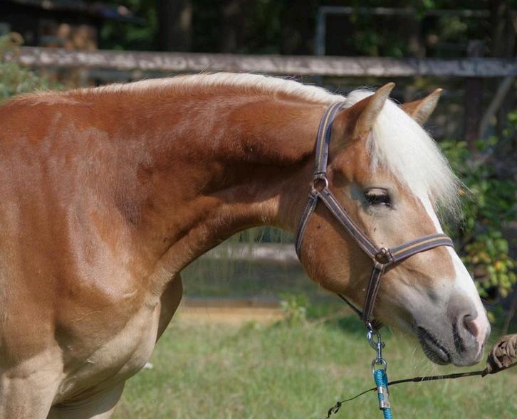 haflinger hengst 2½ J. (Winterball x Monsoon)(met videolink), Dieren en Toebehoren, Paarden, Hengst, Minder dan 160 cm, 0 tot 2 jaar