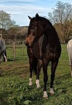 Prachtige Oldenburger ruin (men paard), Dieren en Toebehoren, Gechipt, Ruin, L, 160 tot 165 cm