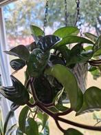 Hoya carnosa krinkle stek, Ophalen of Verzenden, Halfschaduw, Overige soorten