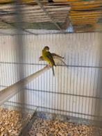 Japanse hoso, Dieren en Toebehoren, Meerdere dieren, Parkiet