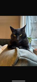 lieve kater, Dieren en Toebehoren, Katten en Kittens | Overige Katten, Kater, Kortharig, 6 jaar of ouder