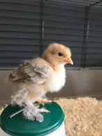 Broedservice voor al uw broedeieren, Dieren en Toebehoren, Ophalen, Nieuw, Overige typen