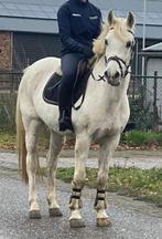 3 brave manege ponys te koop, Dieren en Toebehoren, Pony's, E pony (1.48m - 1.57m), B, Gechipt, Recreatiepony