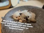 Ragdoll kittens Sealpoint en Redpoint, Meerdere dieren, Langharig, 0 tot 2 jaar