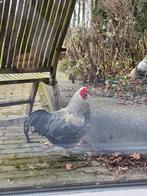 3 Hanen gratis afhalen, Dieren en Toebehoren, Pluimvee, Mannelijk, Kip