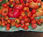 Tomatenplant - Coeur de Boeuf €0,50 cent per plant, Ophalen, Volle zon, Groenteplanten, Eenjarig