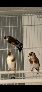 Kleine putters Anatolia / Parva, Dieren en Toebehoren, Vogels | Overige Vogels, Meerdere dieren, Wildzangvogel, Geringd