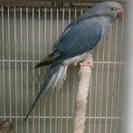 Prachtige forse violet bleek staart halsband parkiet, Dieren en Toebehoren, Vogels | Parkieten en Papegaaien, Vrouwelijk, Papegaai