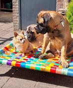 Hondenmand hondenkussen hondenstretcher bench puppy bull dog, Overige, 5334LB, Nieuw, Ophalen of Verzenden