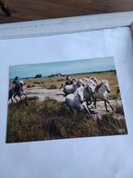 HORSES, Ophalen of Verzenden