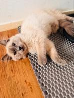 Laatste kitten beschikbaar!!!, Poes, Ontwormd, 0 tot 2 jaar