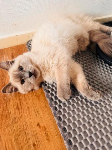 Laatste kitten beschikbaar!!! beschikbaar voor biedingen