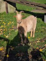 Gecastreerde bok uit 2021, Dieren en Toebehoren, Schapen, Geiten en Varkens, Mannelijk, Geit, 3 tot 5 jaar