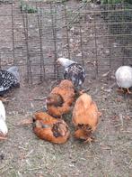 Wyandotte krielkuikens, Dieren en Toebehoren, Pluimvee, Meerdere dieren, Kip