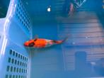 Te koop prachtige Japanse koi mix kweker Suda, Dieren en Toebehoren, Vissen | Vijvervissen, Karper of Koi